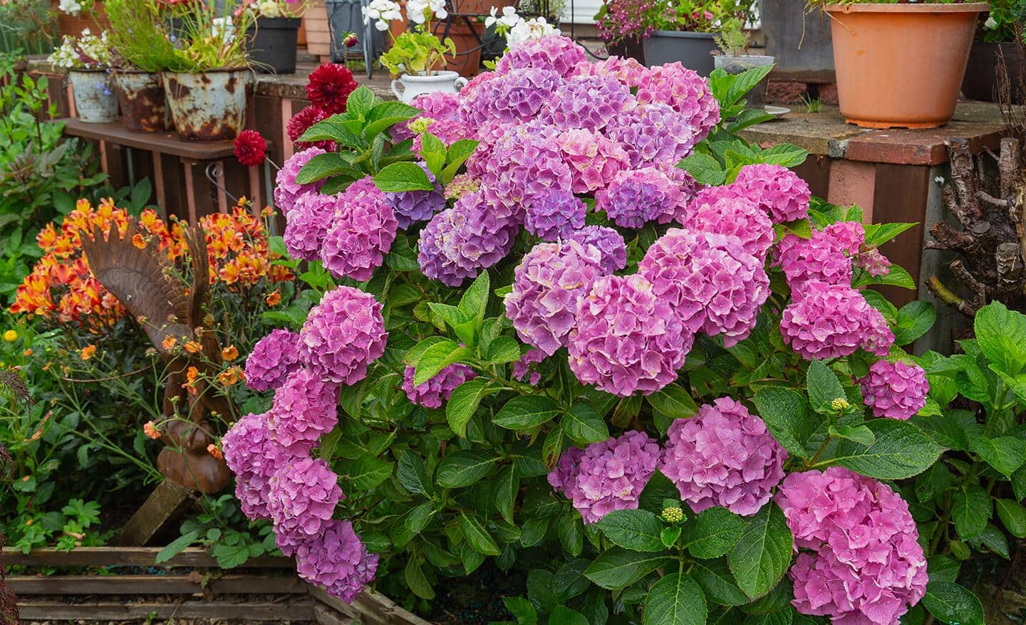 Types of Hydrangeas The Home Depot